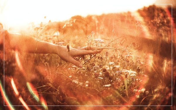 hands and wild flowers