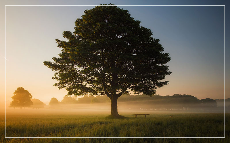 Tree at sunrise