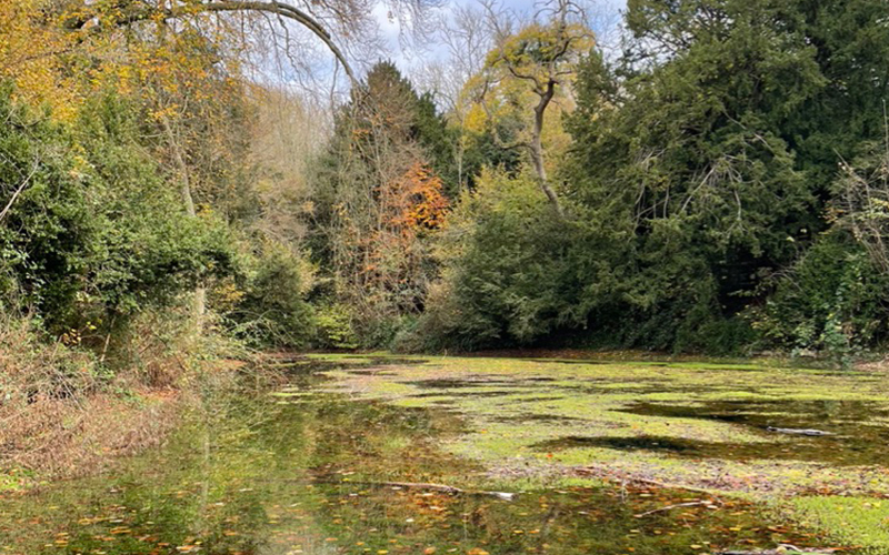 Silent Pool, Shere, Surrey