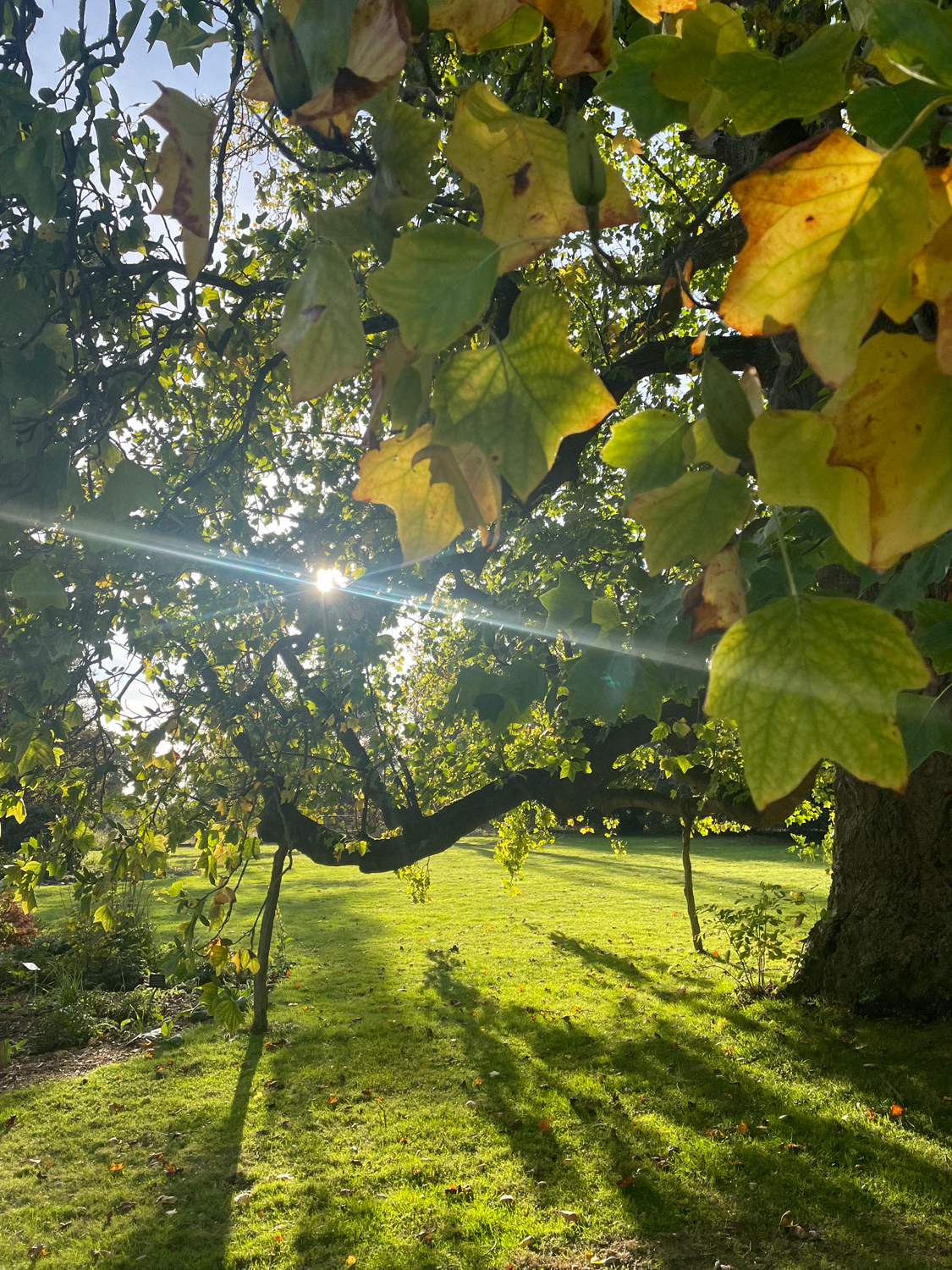 What is the difference between Physical and Mental Mediumship?